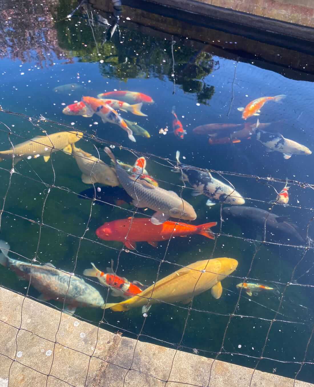 koi for sale in wrexham