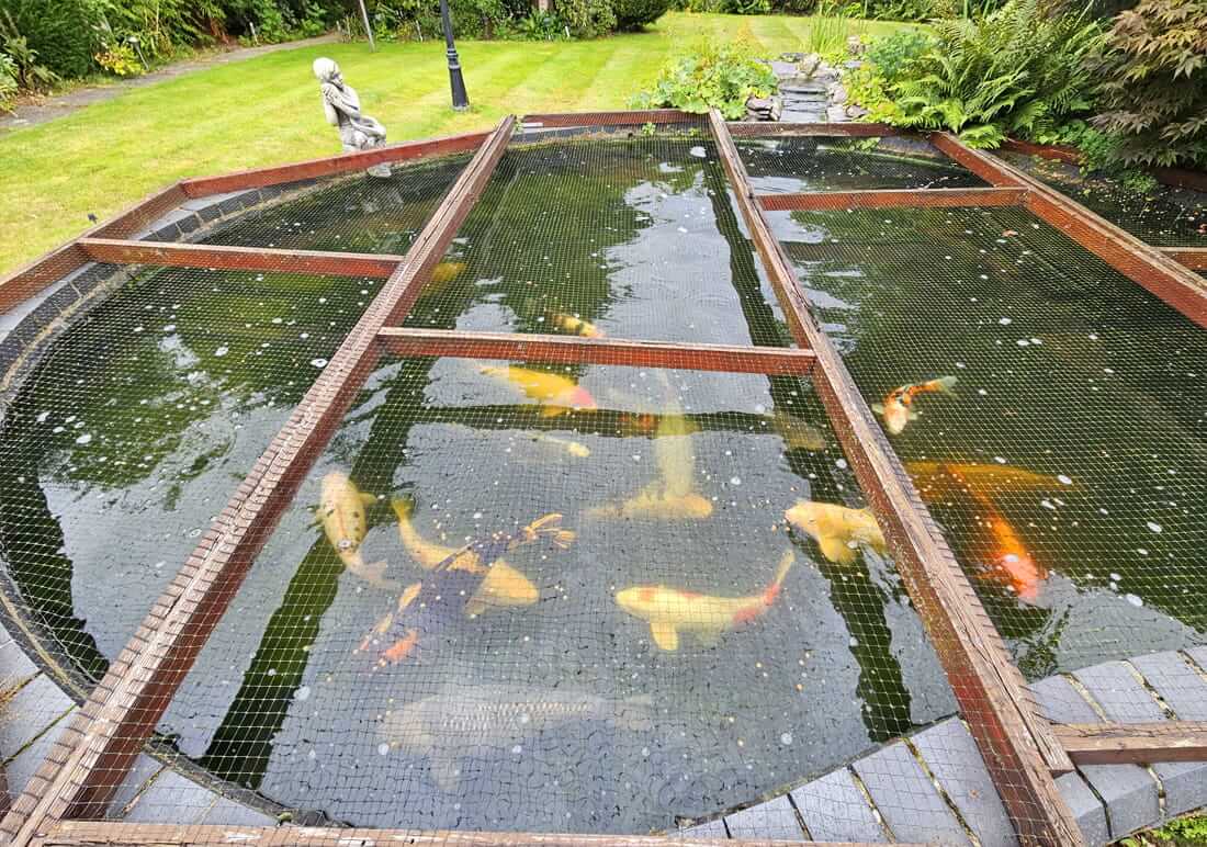 koi for sale in norfolk