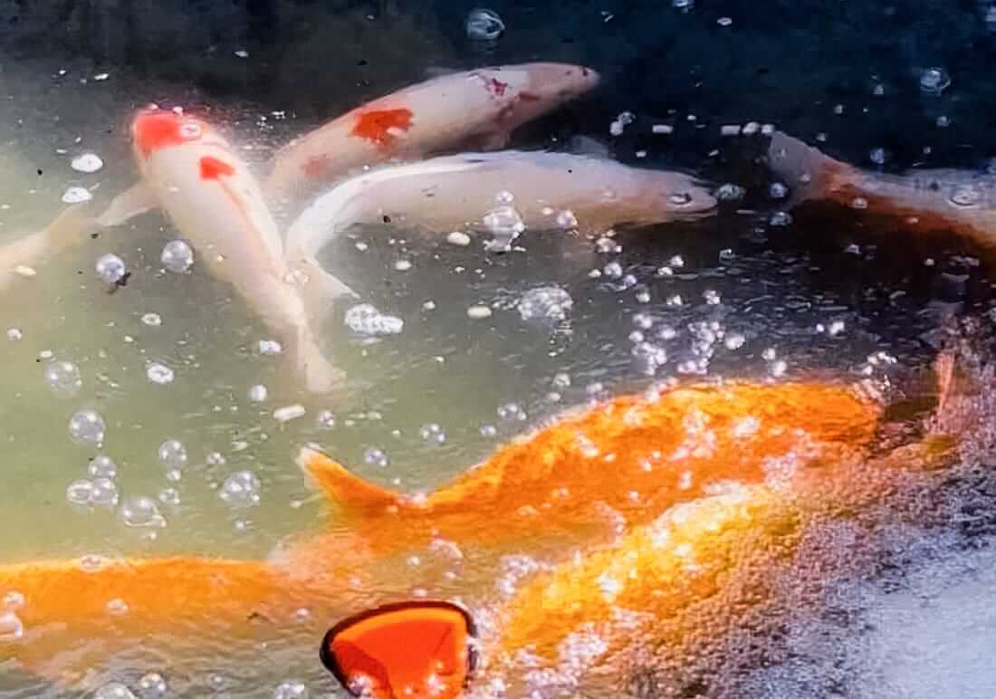 koi for sale northampton