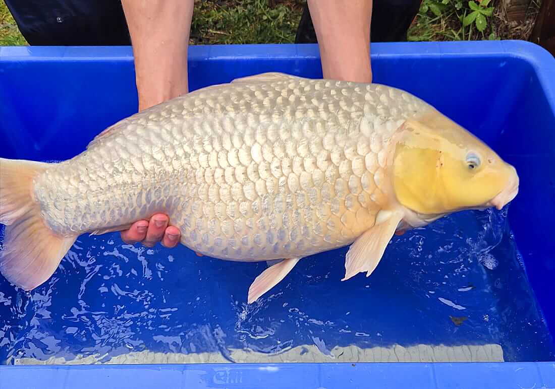 koi for sale nottinghamshire koi carp for sale nottinghamshire