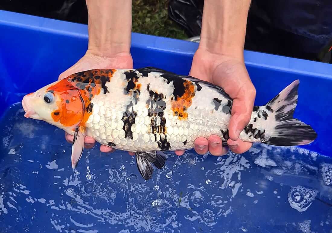 koi for sale notts koi carp for sale nottinghamshire