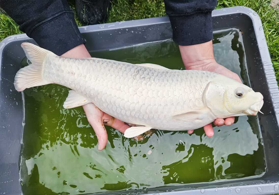 koi for sale south bucks