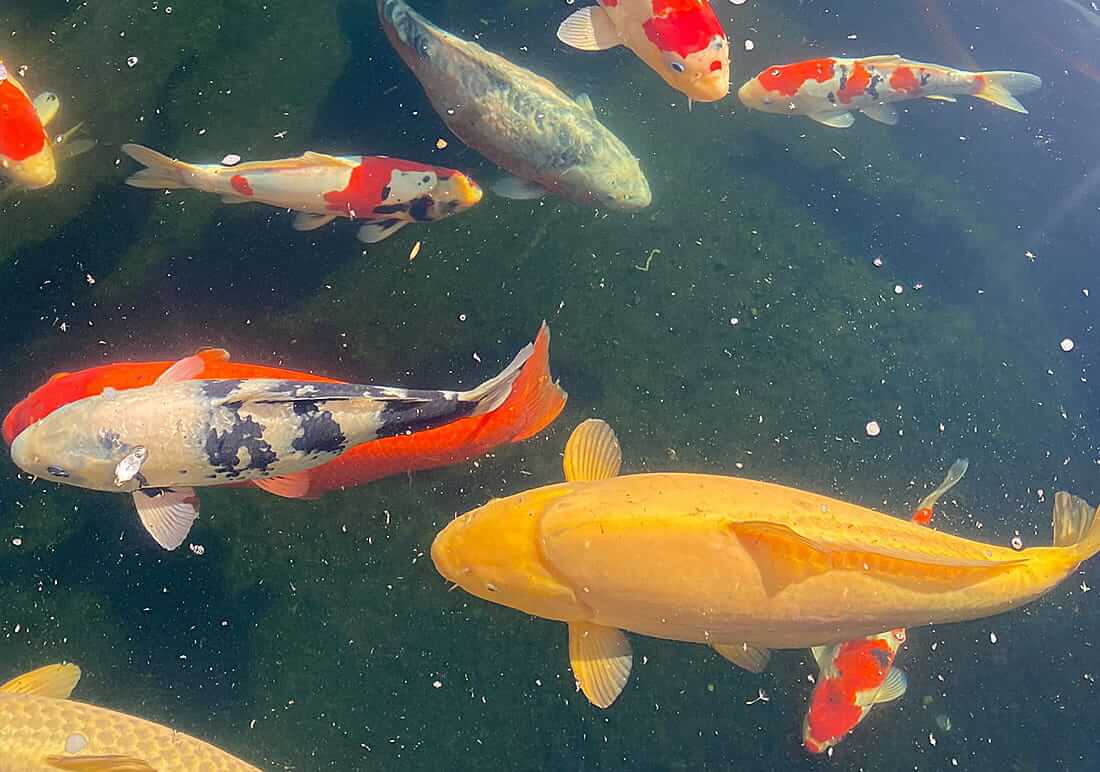 koi for sale in wrexham