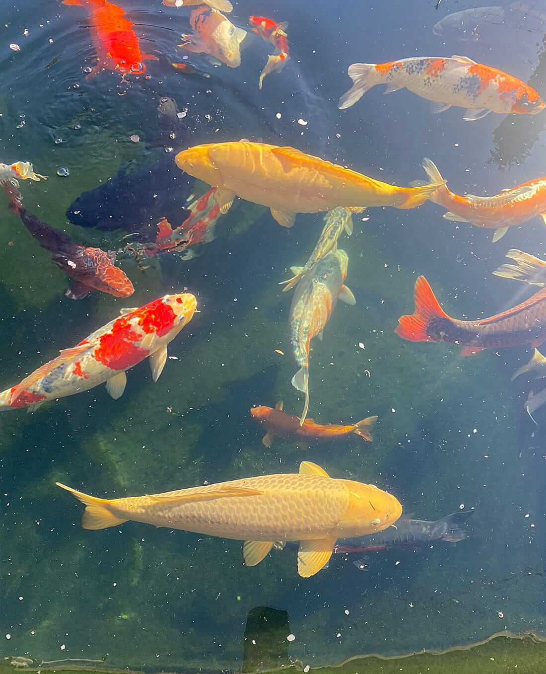 koi for sale in wrexham