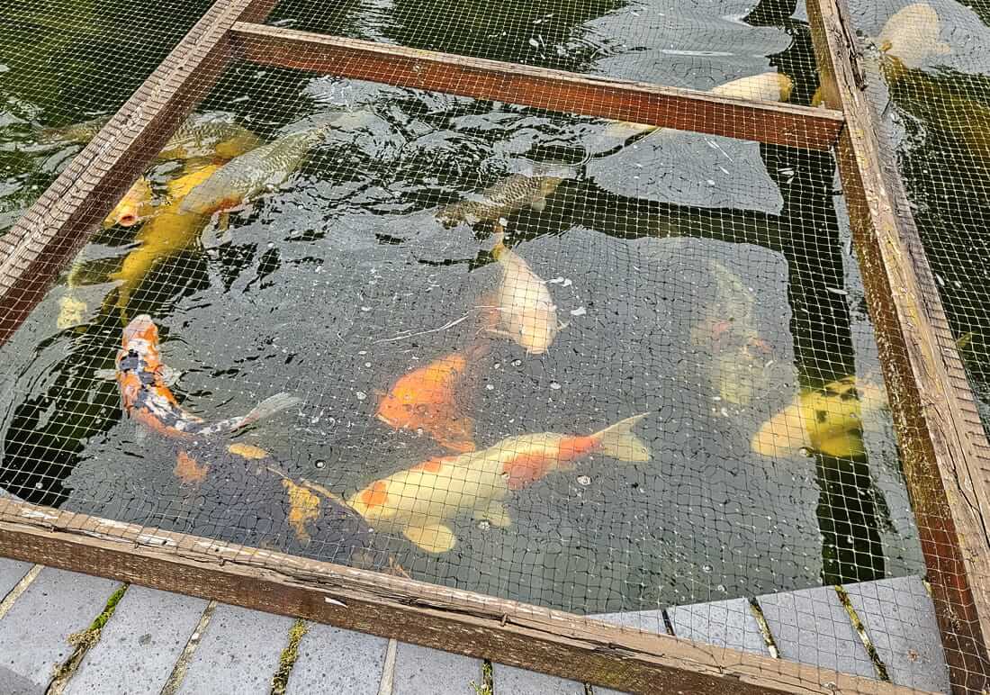 koi for sale in norfolk