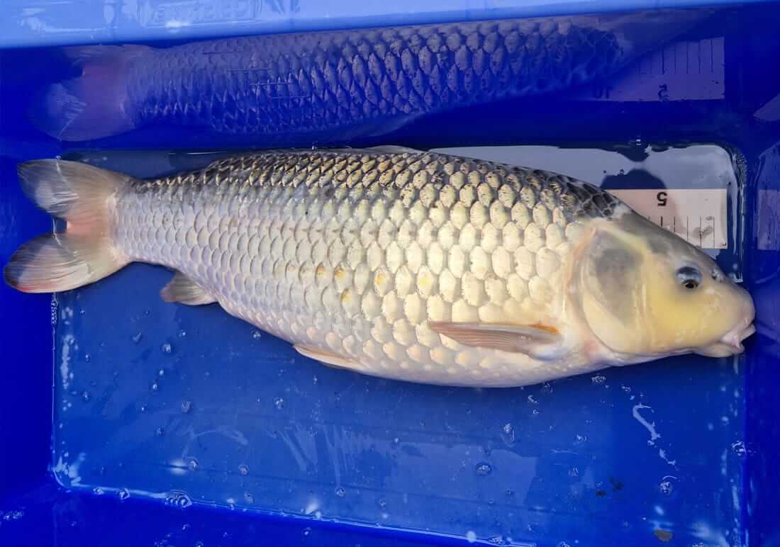 lovely koi for sale in nottinghamshire koi carp for sale nottinghamshire