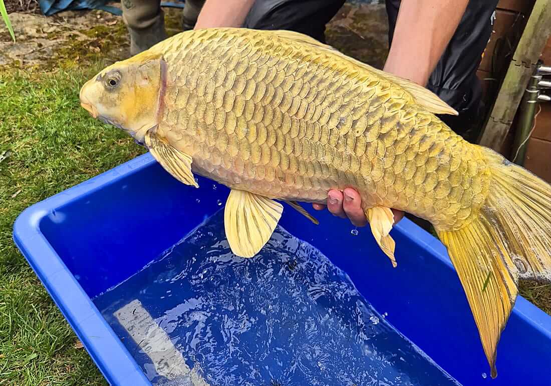 lovely koi for sale nottinghamshire koi carp for sale nottinghamshire