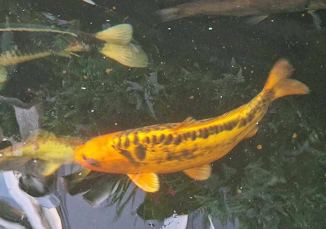 lovely variety of koi for sale in kent various koi for sale in kent
