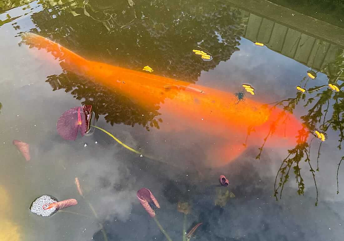 mature koi bedfordshire mature koi for sale in befordshire