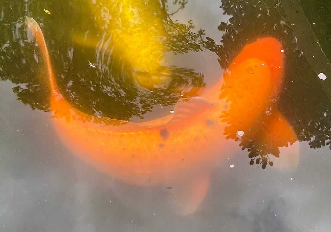 mature koi for sale bedfordshire mature koi for sale in befordshire