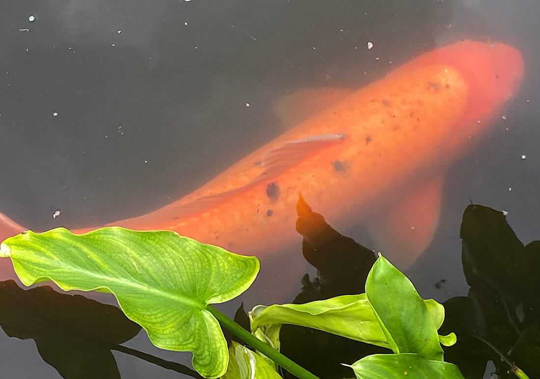 mature koi for sale in befordshire