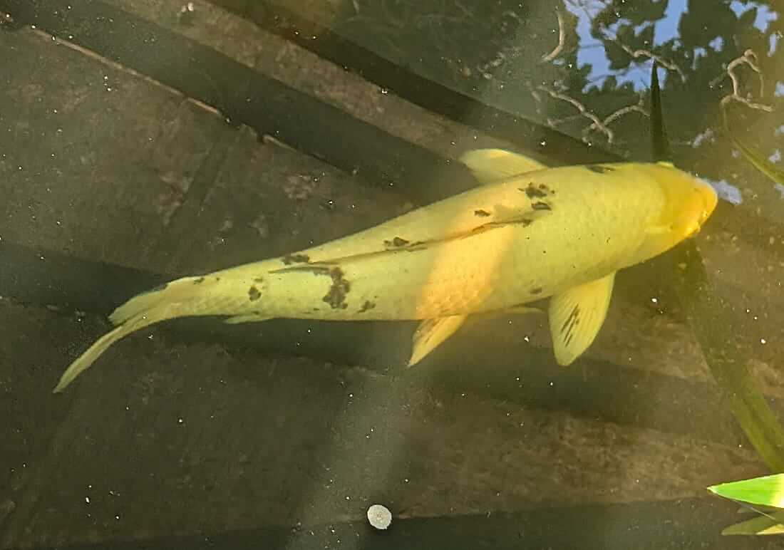 mature koi for sale in worcestershire mature koi for sale in worcestershire