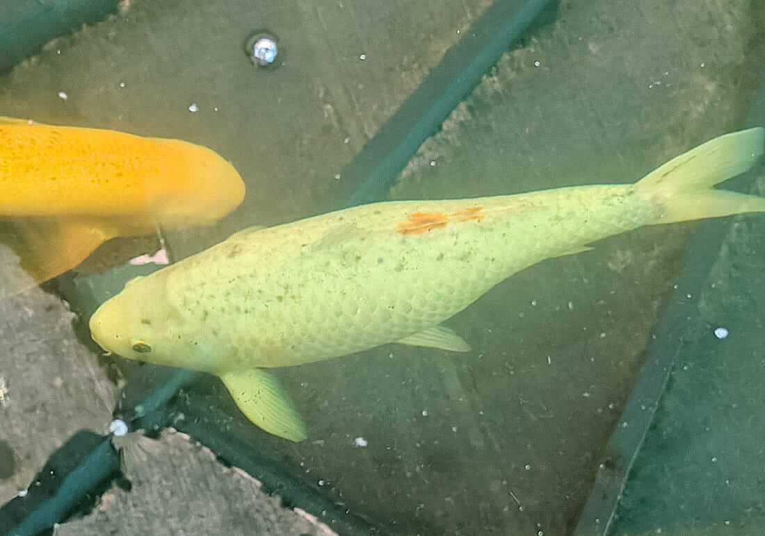 mature koi for sale worcestershire mature koi for sale in worcestershire