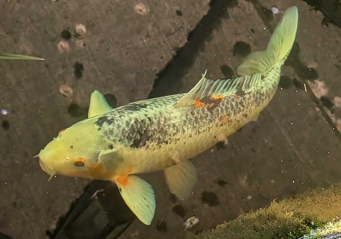 mature koi in worcestershire mature koi for sale in worcestershire
