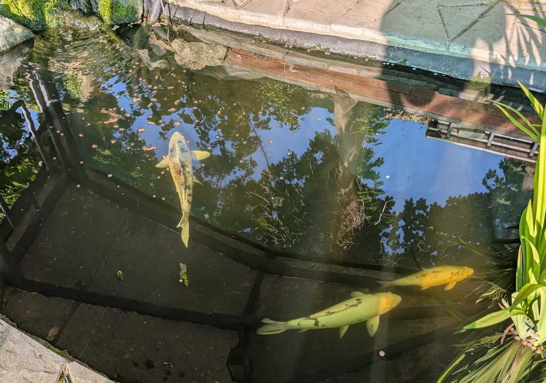 mature koi worcestershire mature koi for sale in worcestershire