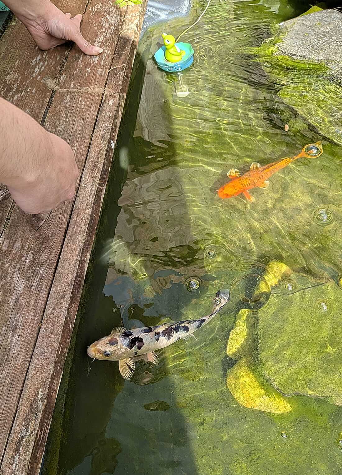 mixed koi for sale