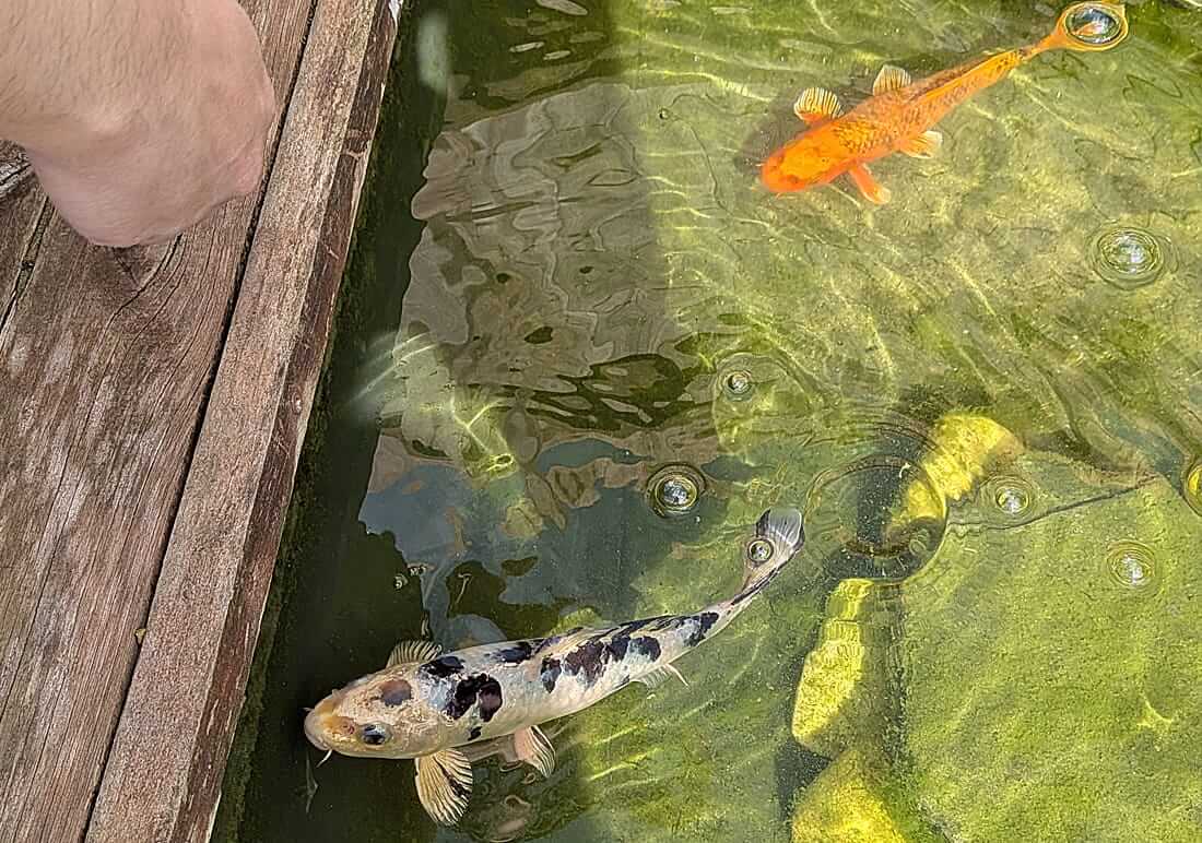 mixed koi for sale