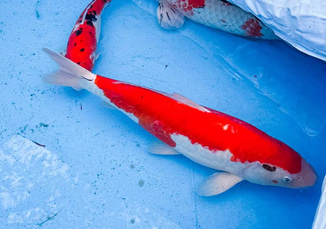 koi for sale berkshire