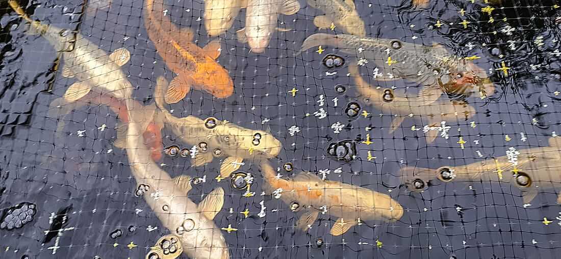 koi for sale in chester