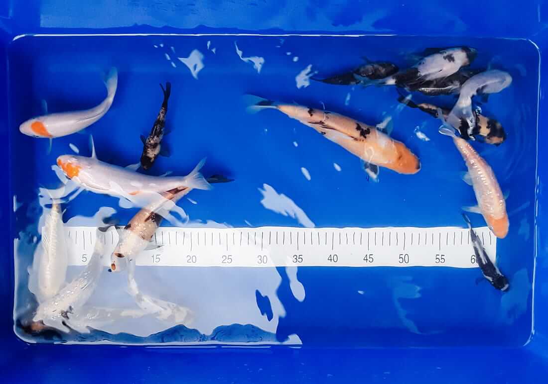 koi for sale in deeside