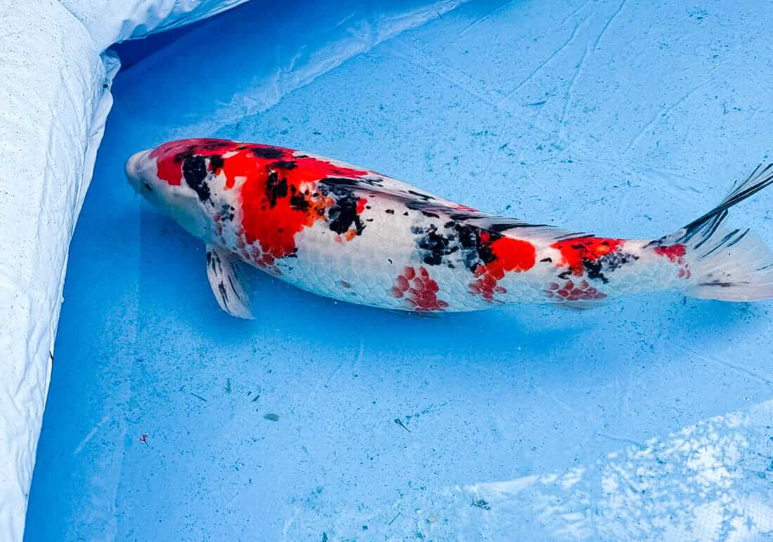 koi for sale berkshire