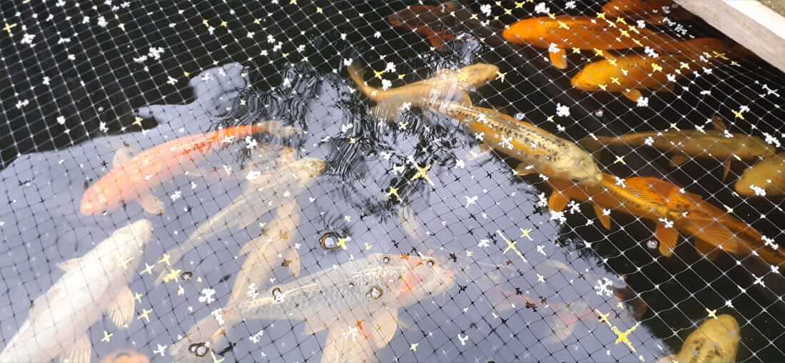 koi for sale in chester