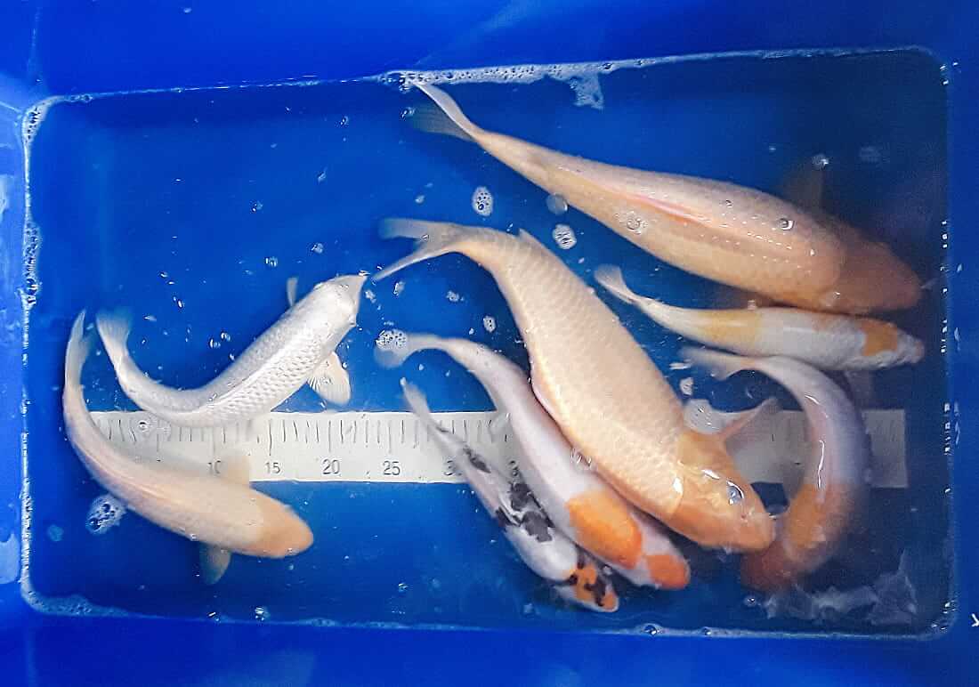koi for sale in deeside
