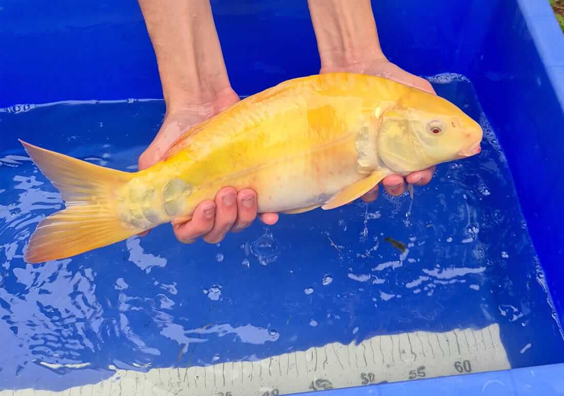 mixed koi for sale in notts koi carp for sale nottinghamshire