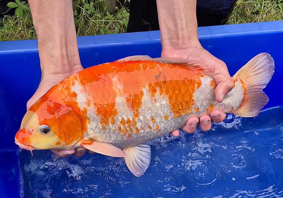 mixed koi for sale nottinghamshire koi carp for sale nottinghamshire