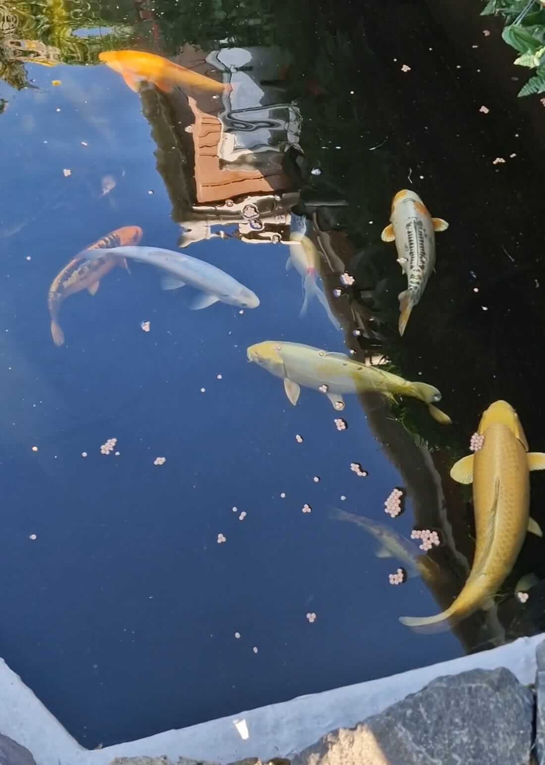 stunning collection of koi for sale in kent various koi for sale in kent