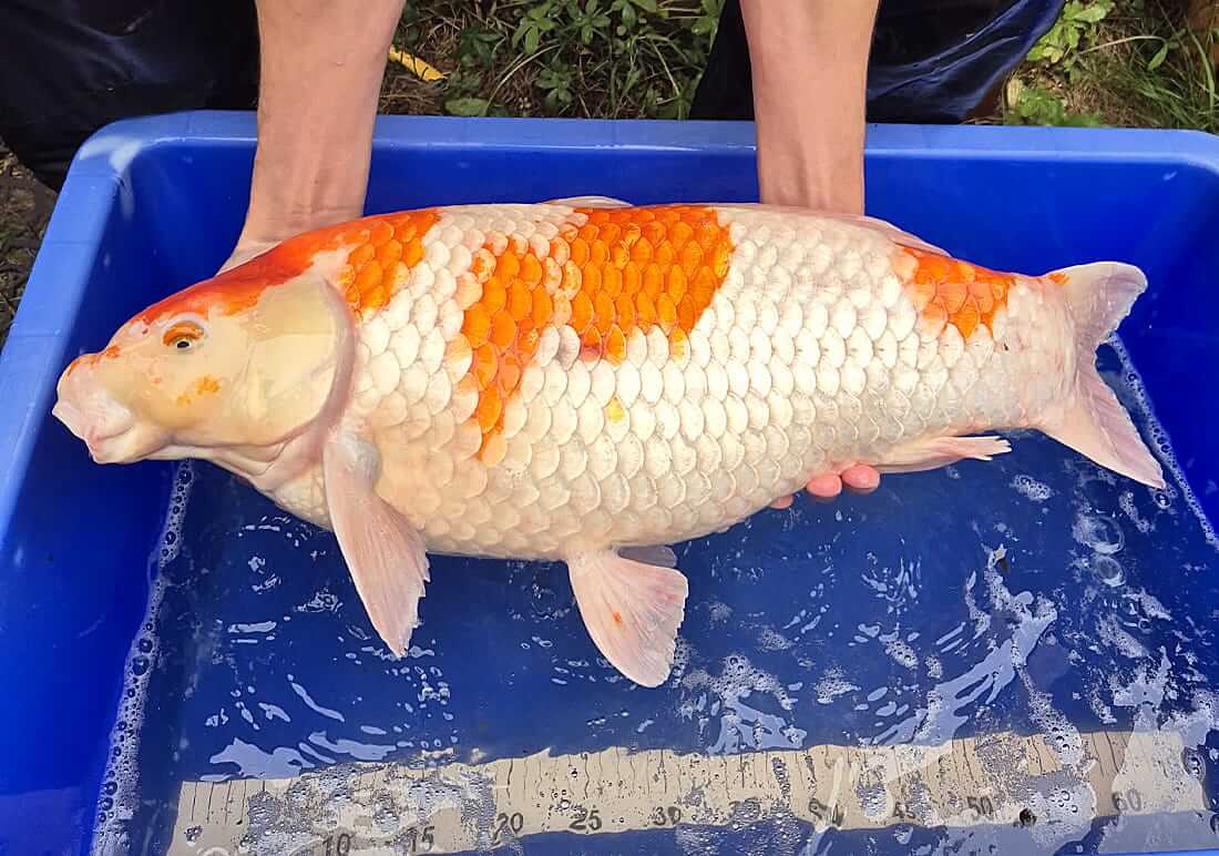 stunning koi carp for sale in nottinghamshire koi carp for sale nottinghamshire