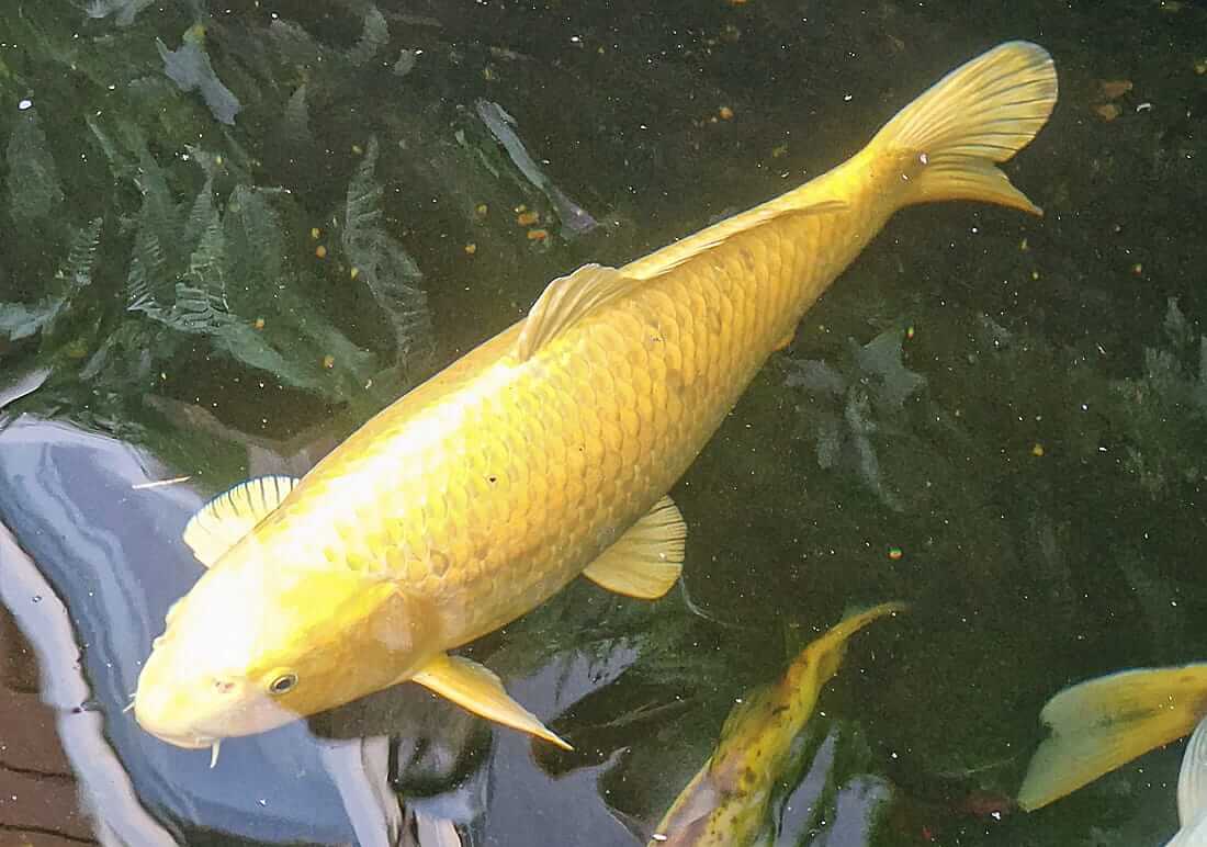 stunning variety of koi for sale in kent various koi for sale in kent
