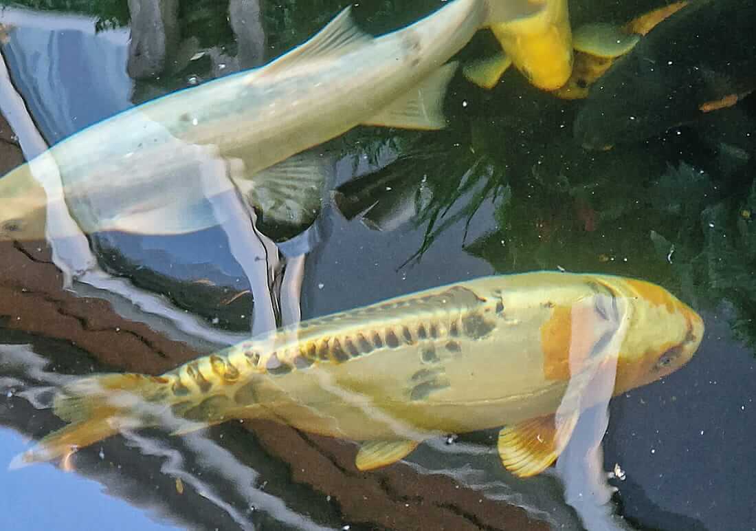 variety of koi for sale in kent various koi for sale in kent