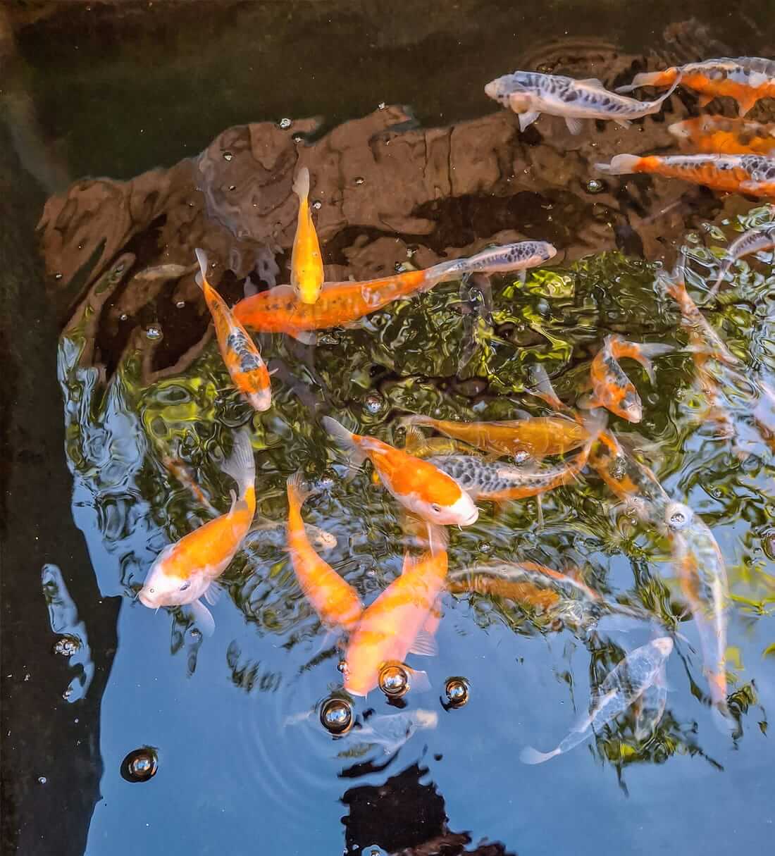 juvenile koi kent