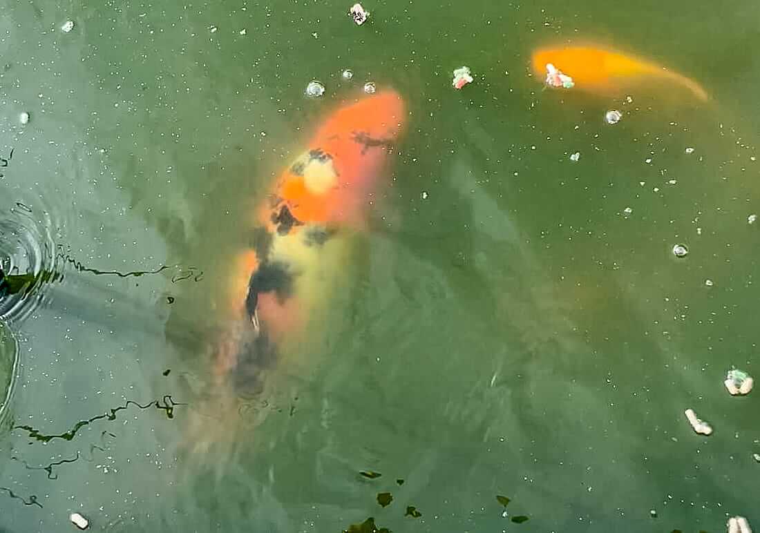 koi for sale west yorkshire