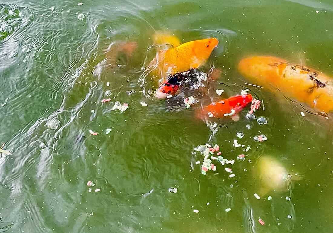 koi for sale west yorkshire