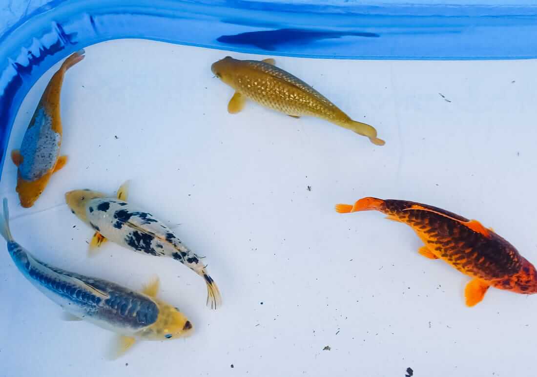 5 assorted koi for sale london koi for sale in london