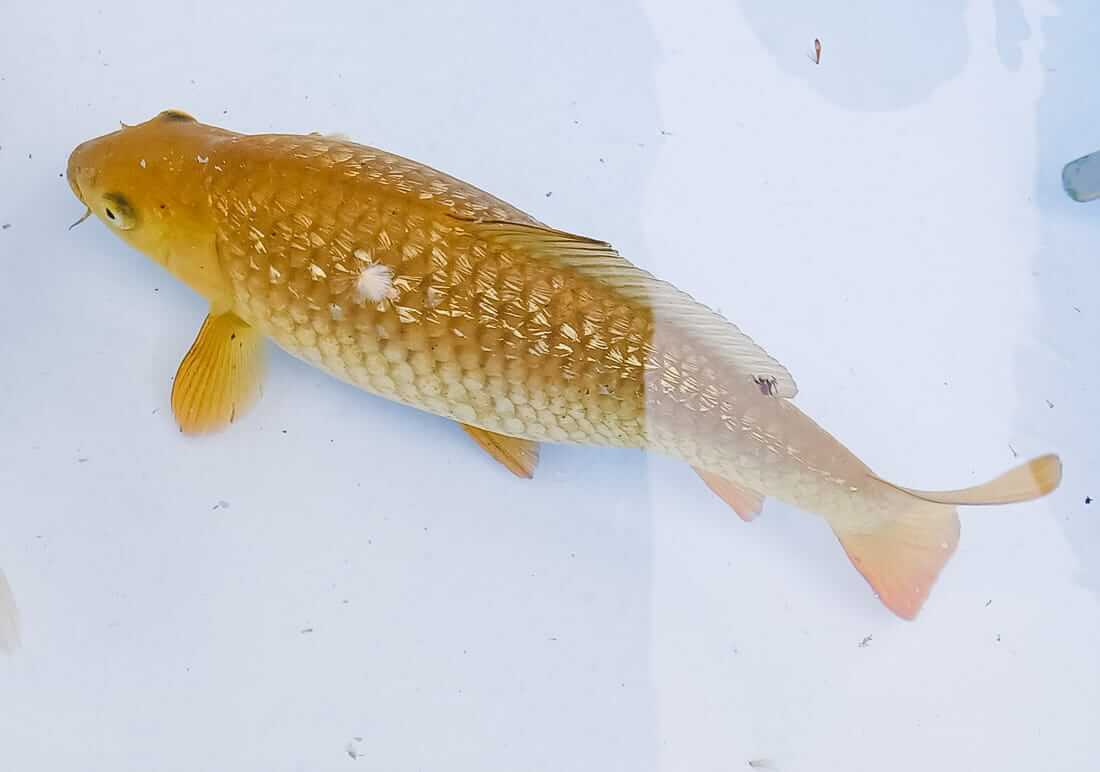 5 koi for sale london koi for sale in london