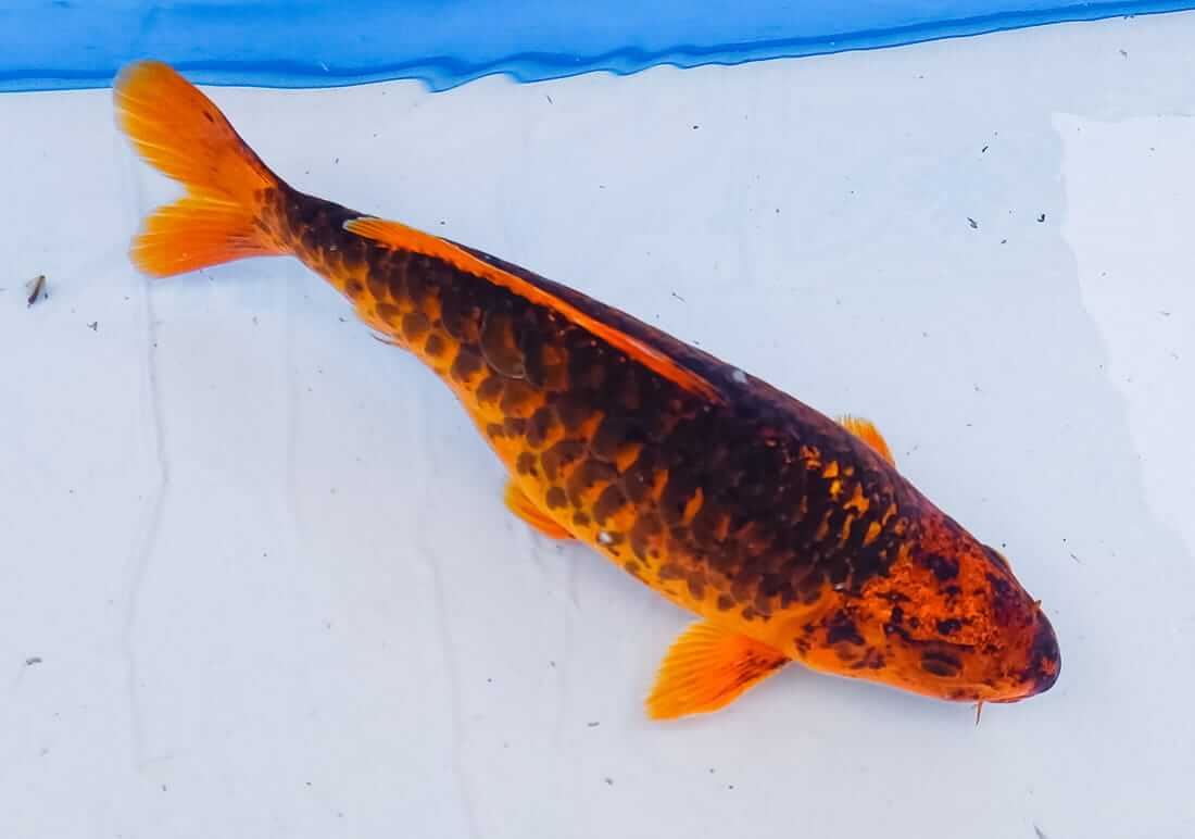 5 mixed koi for sale london koi for sale in london