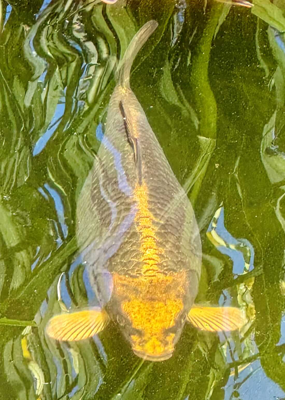 6 assorted koi for sale