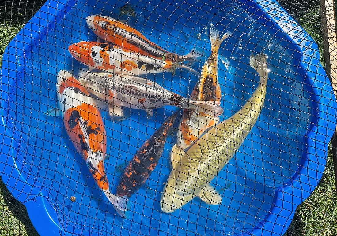 assorted koi surrey