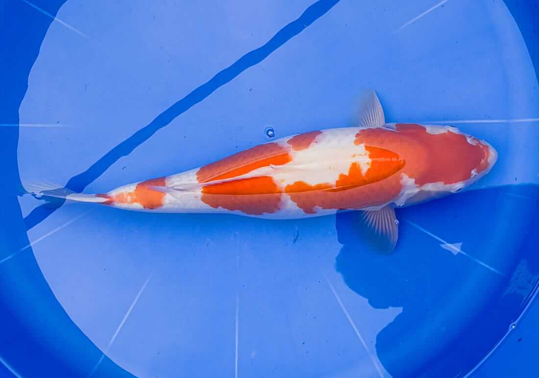 kohaku koi merseyside