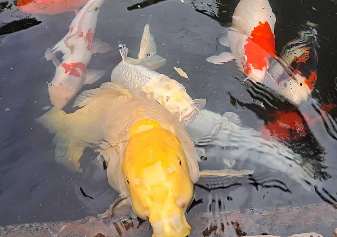 koi for sale in redhill surrey