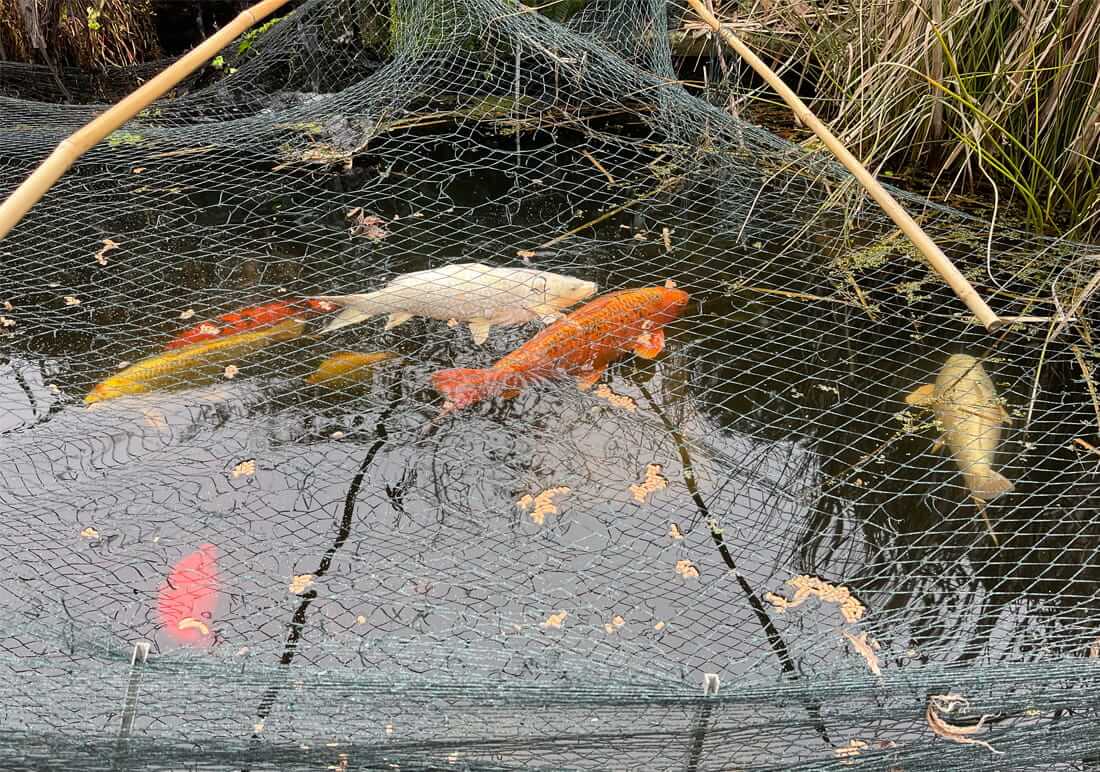 buy koi in surrey