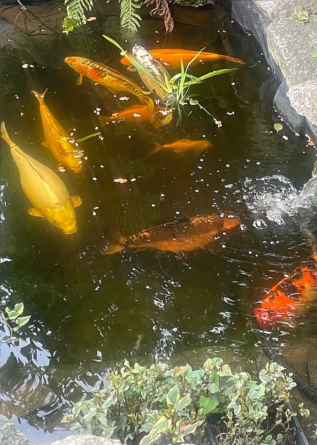buy koi leigh on sea mixed koi for sale essex