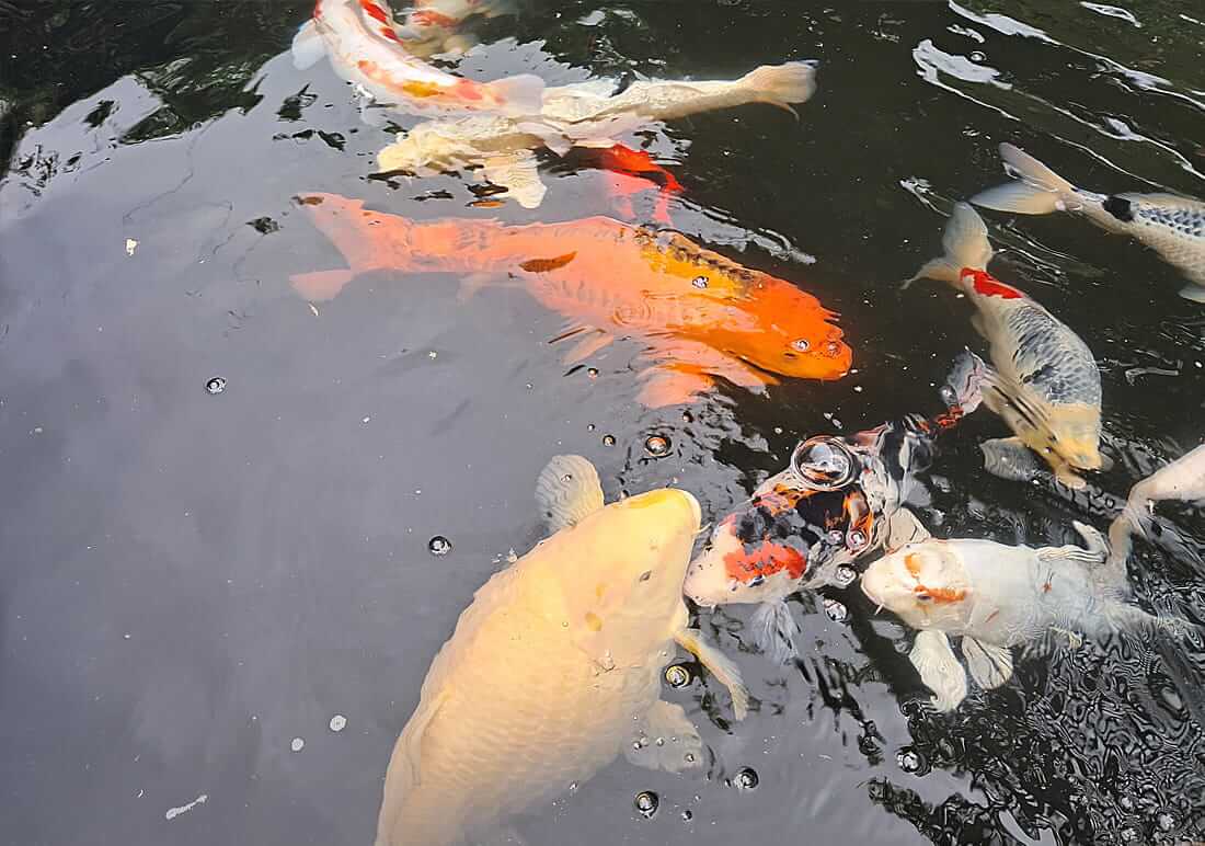 koi for sale in redhill surrey