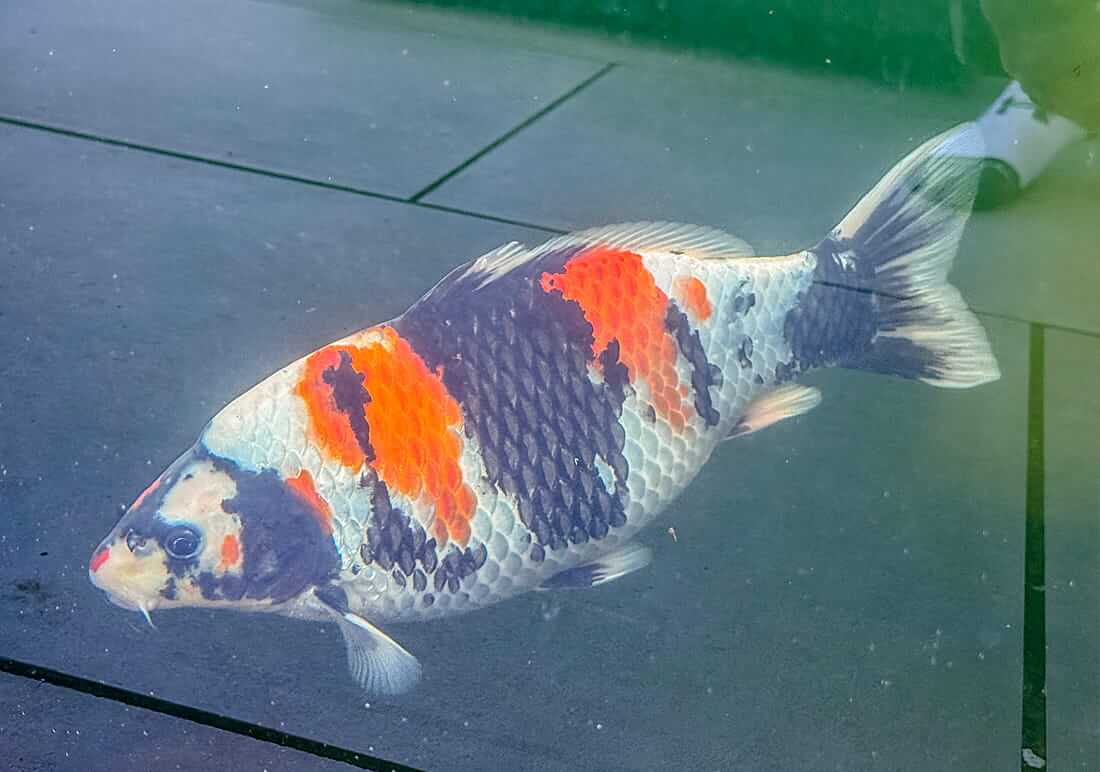 nisai koi