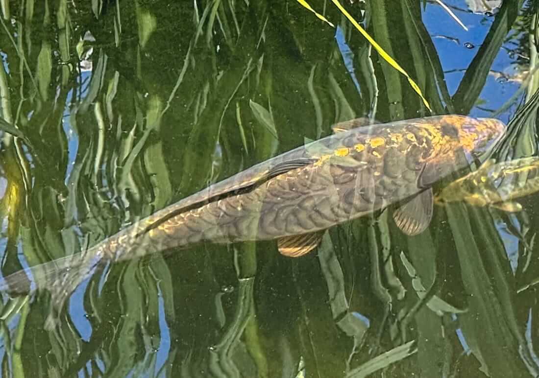 6 assorted koi for sale