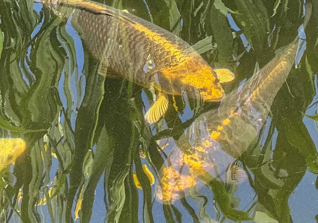 6 assorted koi for sale