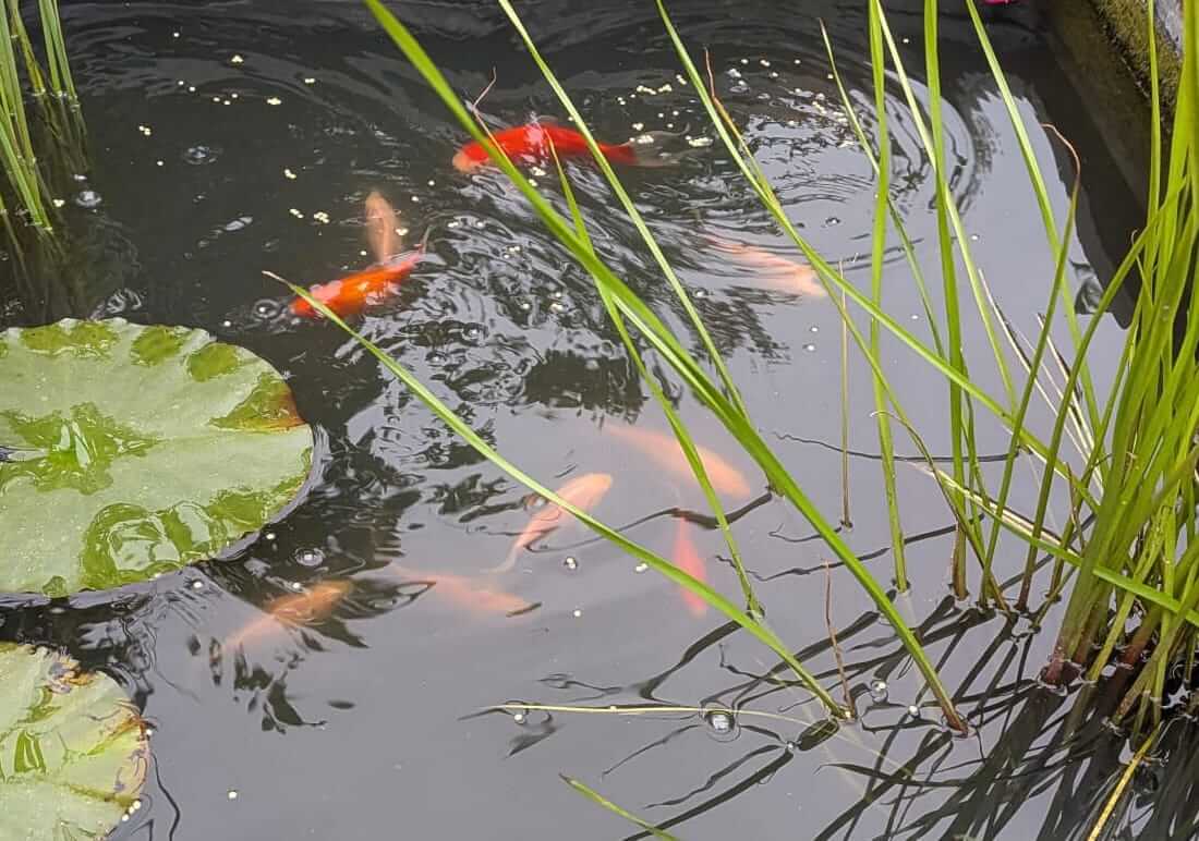 free koi in london free koi london